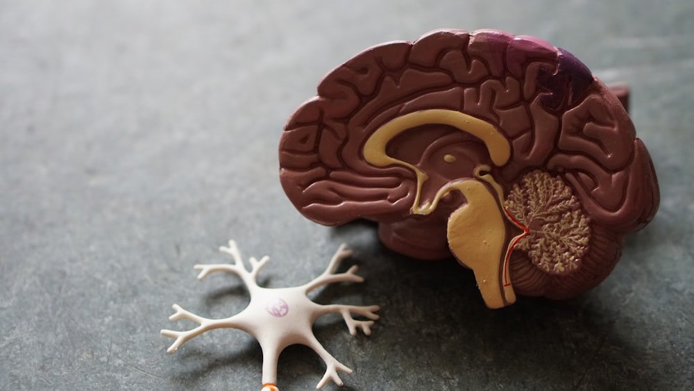 Brain and nerve anatomy model used in neurological testing at Kapadia Hospital, Mumbai